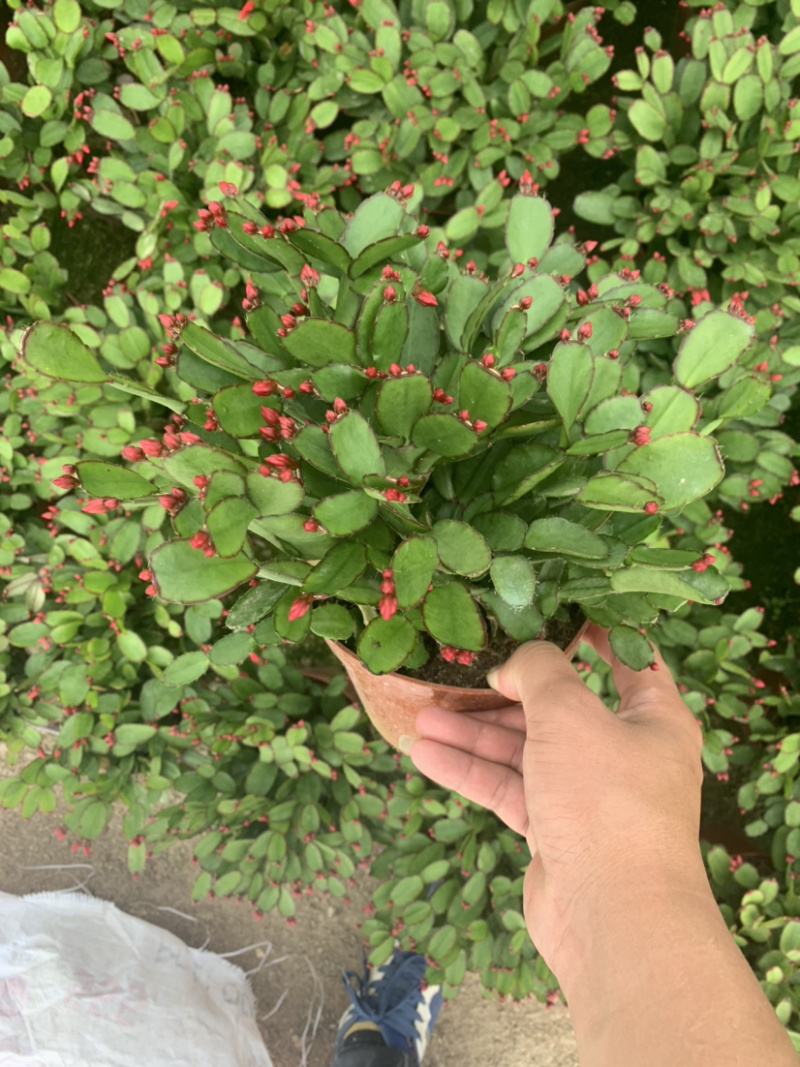 仙指兰，荷兰红，基地直销