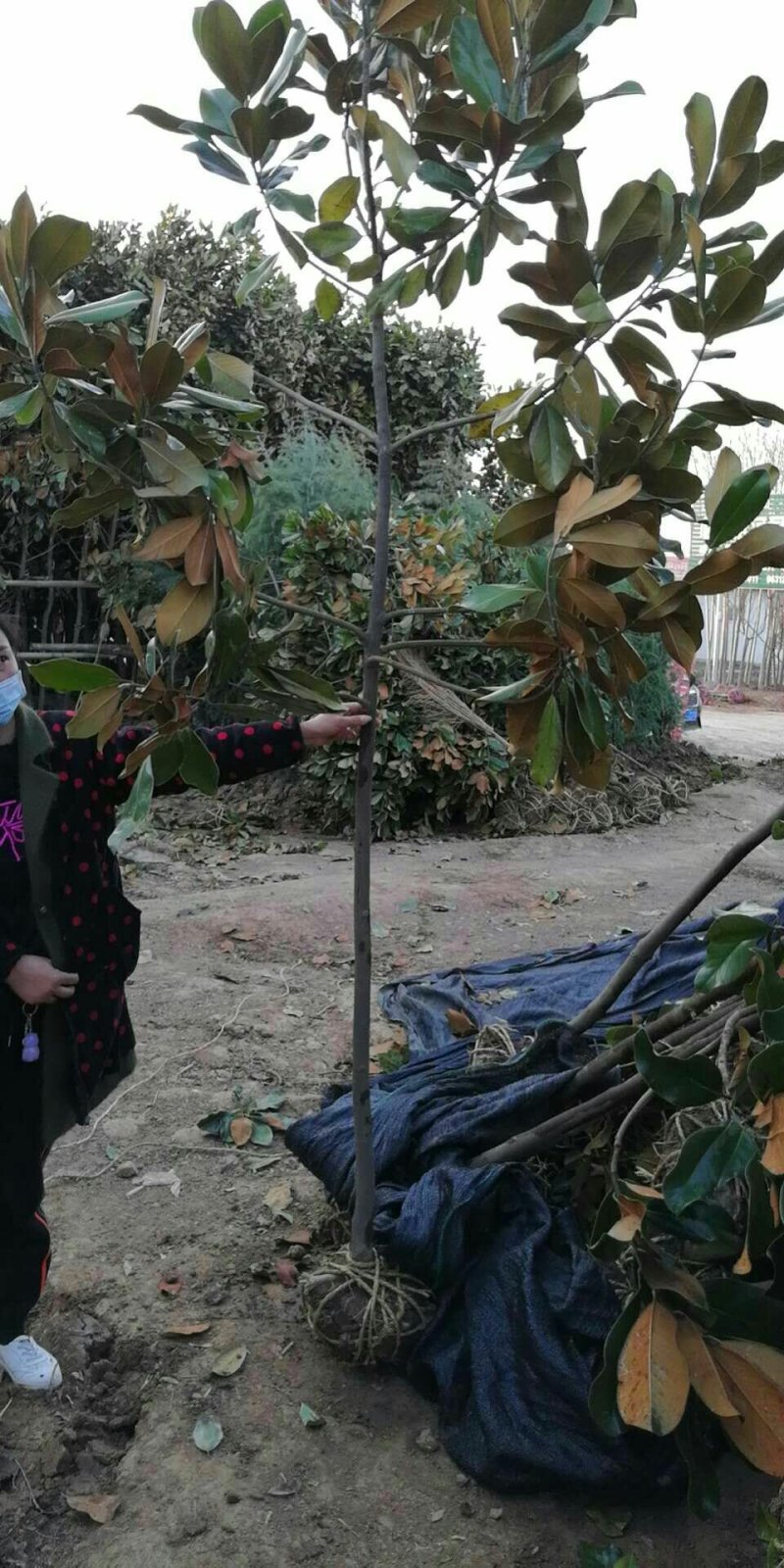 广玉兰一公分到六公分规格齐全三公分向上带土球发货
