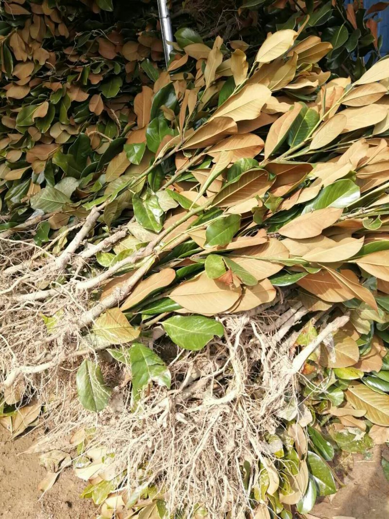 广玉兰一公分到六公分规格齐全三公分向上带土球发货