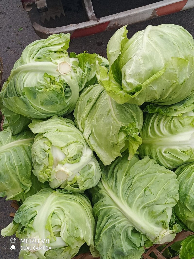 包菜，牛心包菜，叶片嫩绿，口感脆爽。需要的老板一亩田联系