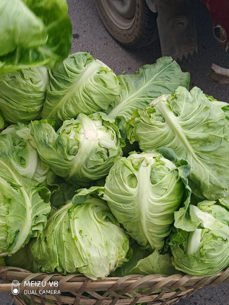 包菜，牛心包菜，叶片嫩绿，口感脆爽。需要的老板一亩田联系