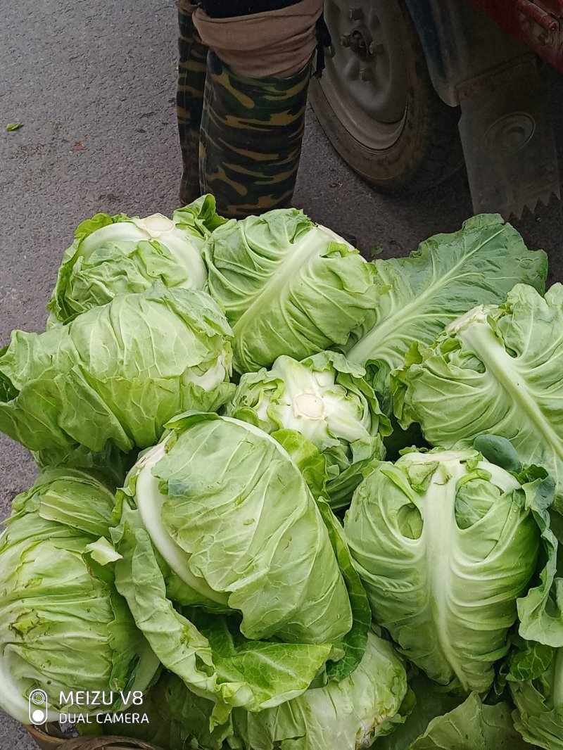 包菜，牛心包菜，叶片嫩绿，口感脆爽。需要的老板一亩田联系