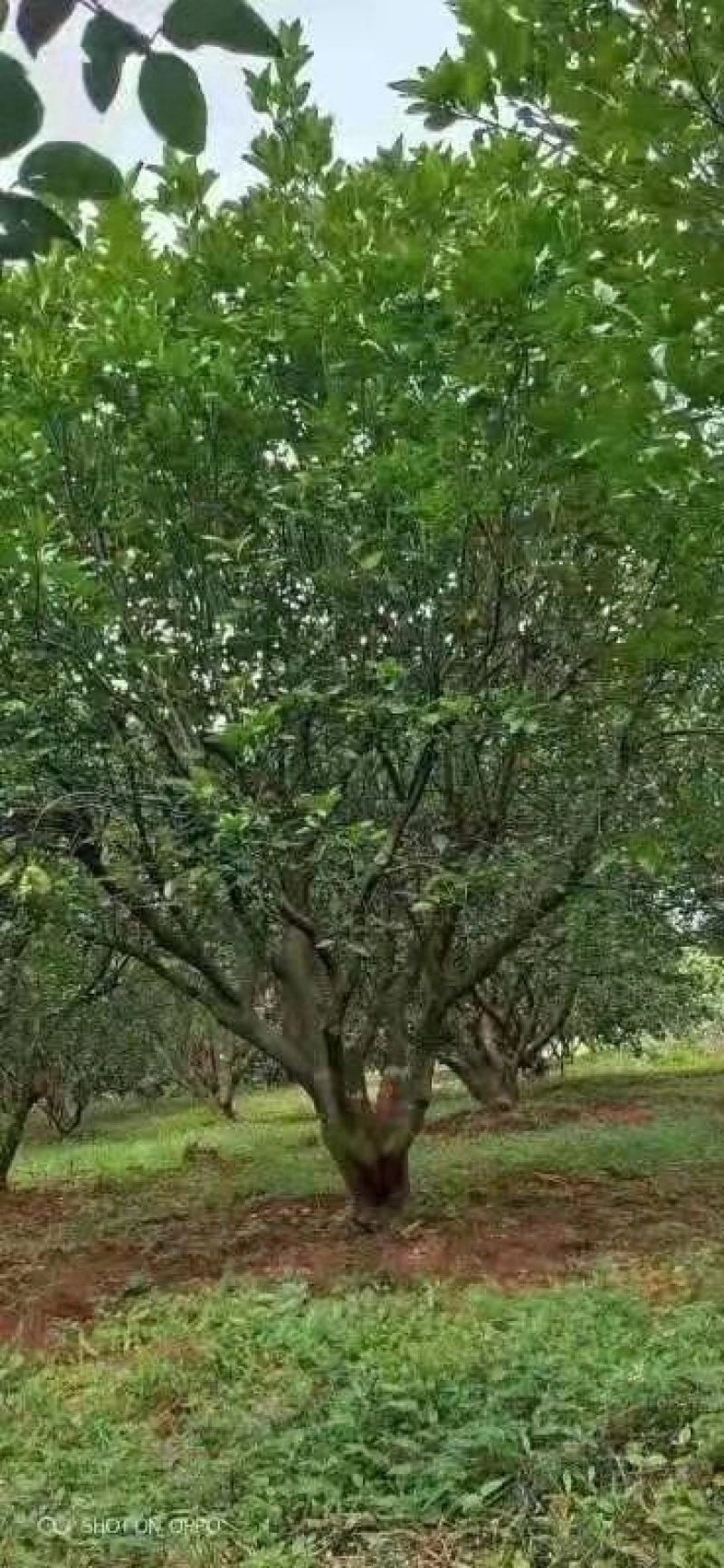 耙耙柑爱媛丑八怪柚子树