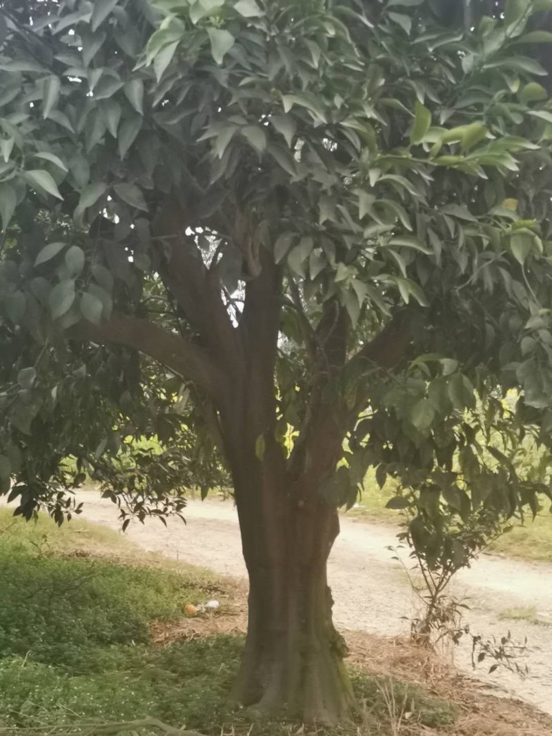 耙耙柑爱媛丑八怪柚子树