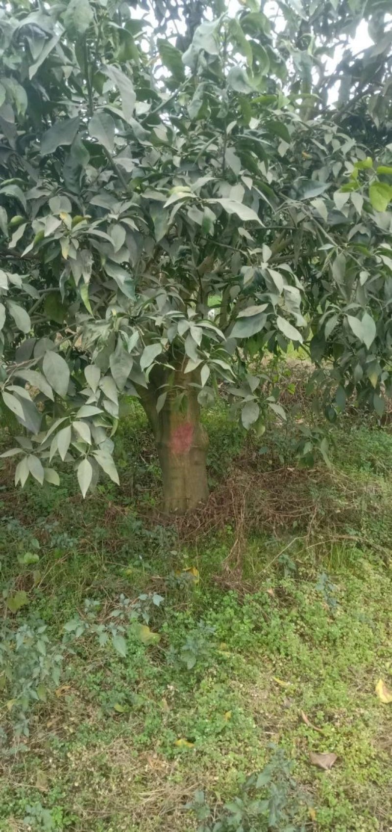 耙耙柑爱媛丑八怪柚子树