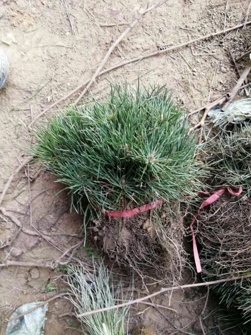 黑松树苗耐寒性强可以保证成活率包邮大小规格齐全