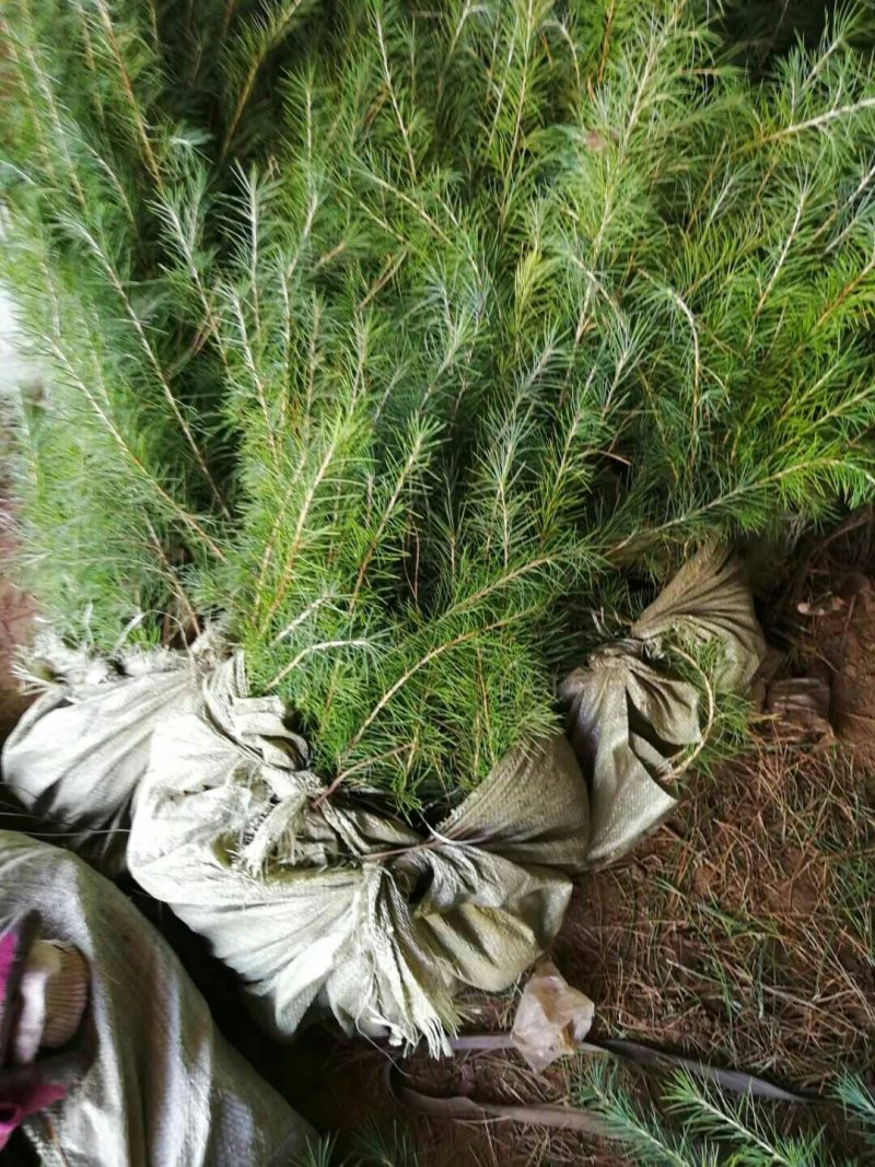 黑松树苗耐寒性强可以保证成活率包邮大小规格齐全
