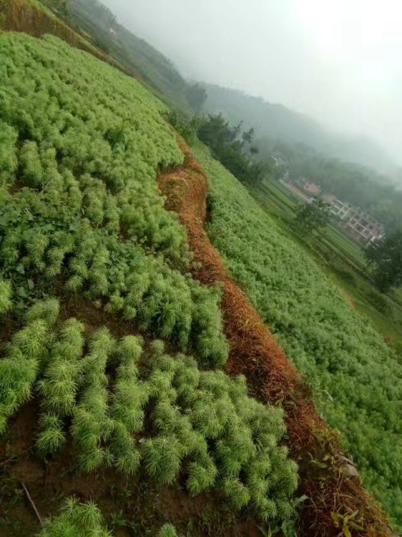 金钱松是一种非常珍稀的树种，属国家二级保护树种。