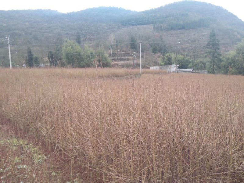 金钱松是一种非常珍稀的树种，属国家二级保护树种。