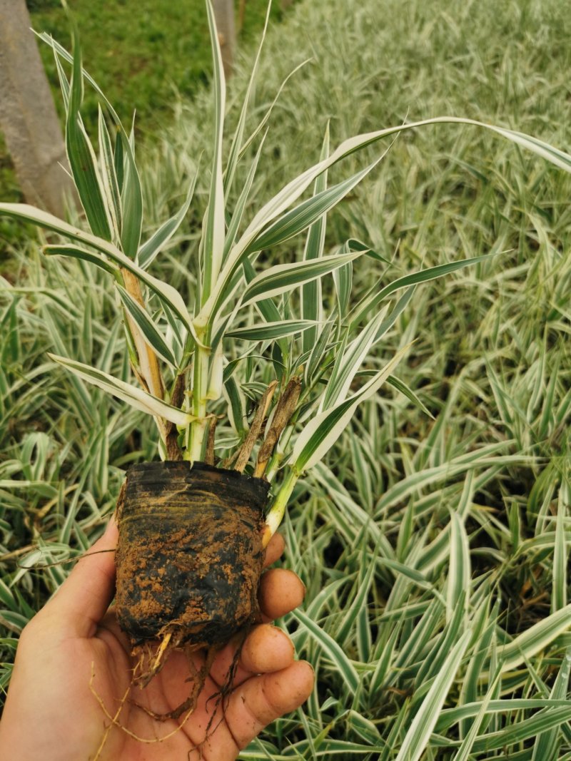 花叶芦竹苗水生花叶卢竹杯杯苗绿化苗木水陆两生植物