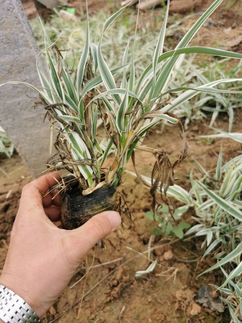 花叶芦竹苗水生花叶卢竹杯杯苗绿化苗木水陆两生植物