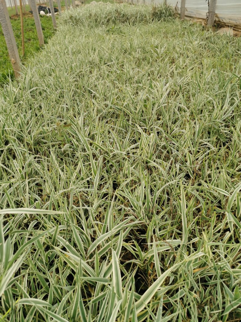 花叶芦竹苗水生花叶卢竹杯杯苗绿化苗木水陆两生植物