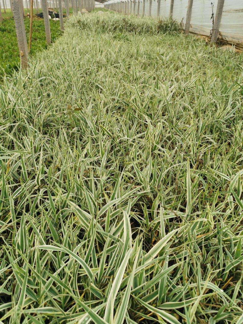 花叶芦竹苗水生花叶卢竹杯杯苗绿化苗木水陆两生植物