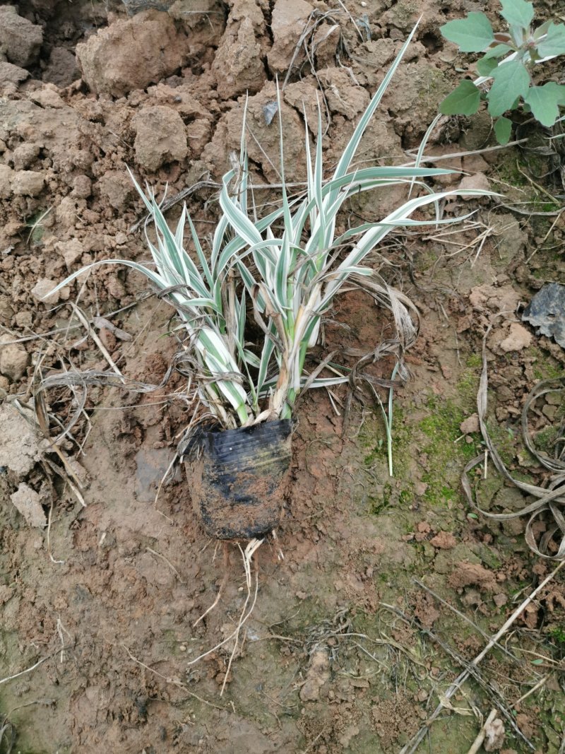 花叶芦竹苗水生花叶卢竹杯杯苗绿化苗木水陆两生植物