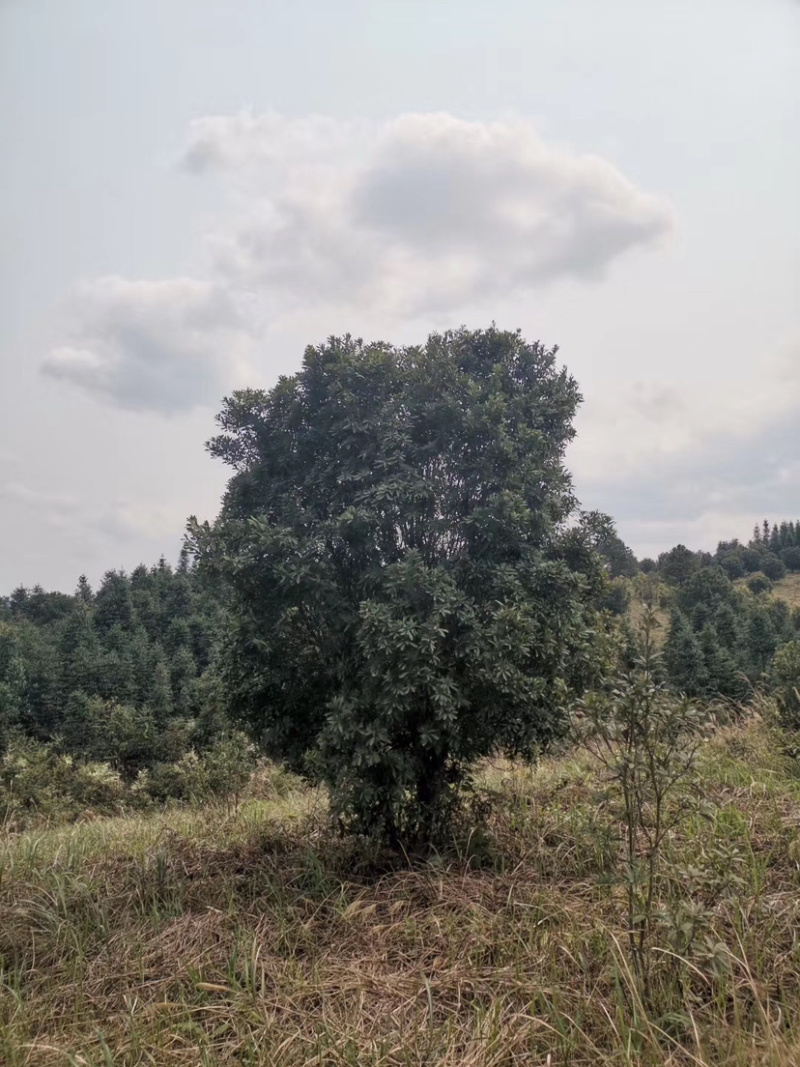 苗圃直供杨梅树，好几百亩地，10-25公分杨梅树