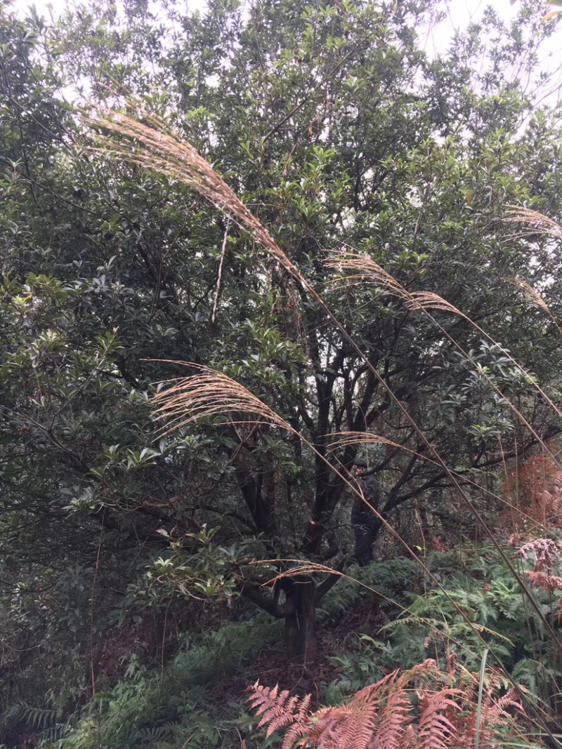苗圃直供杨梅树，好几百亩地，10-25公分杨梅树