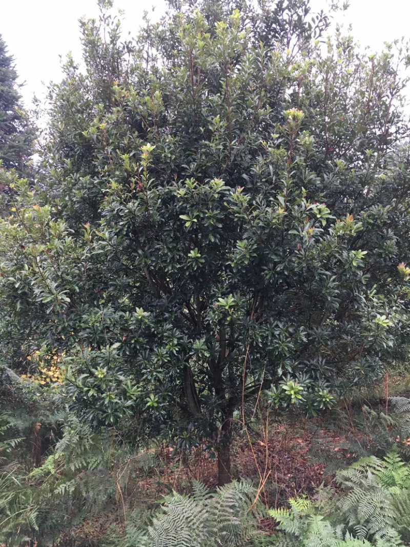 苗圃直供杨梅树，好几百亩地，10-25公分杨梅树