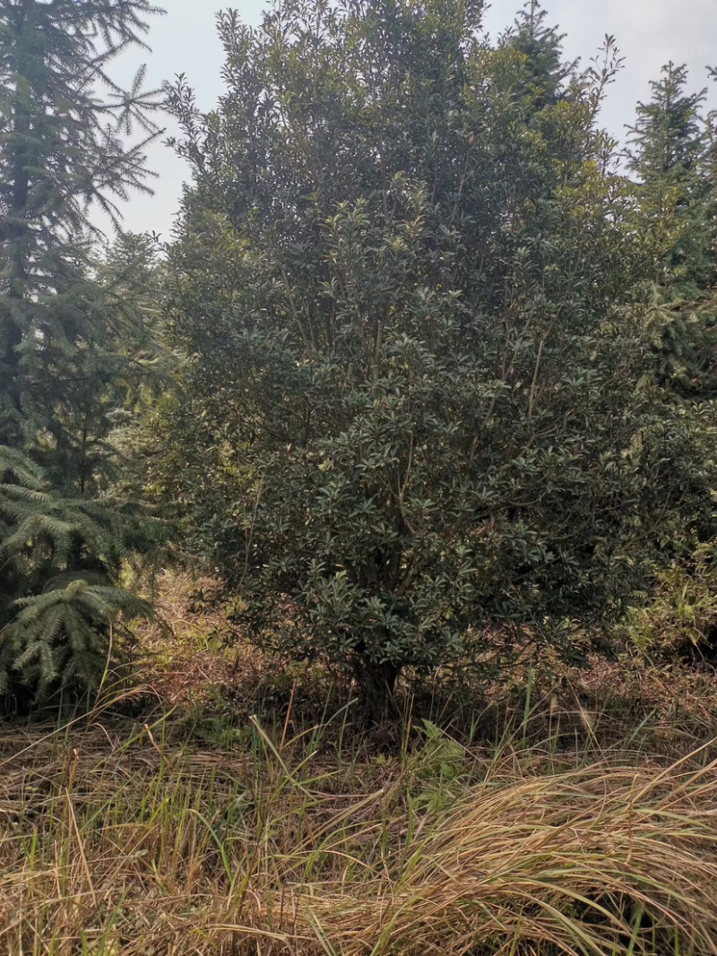 苗圃直供杨梅树，好几百亩地，10-25公分杨梅树