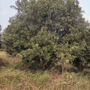苗圃直供杨梅树，好几百亩地，10-25公分杨梅树