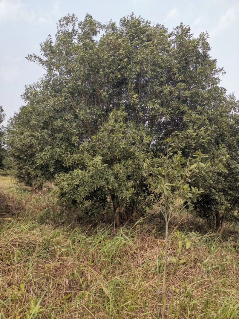 苗圃直供杨梅树，好几百亩地，10-25公分杨梅树