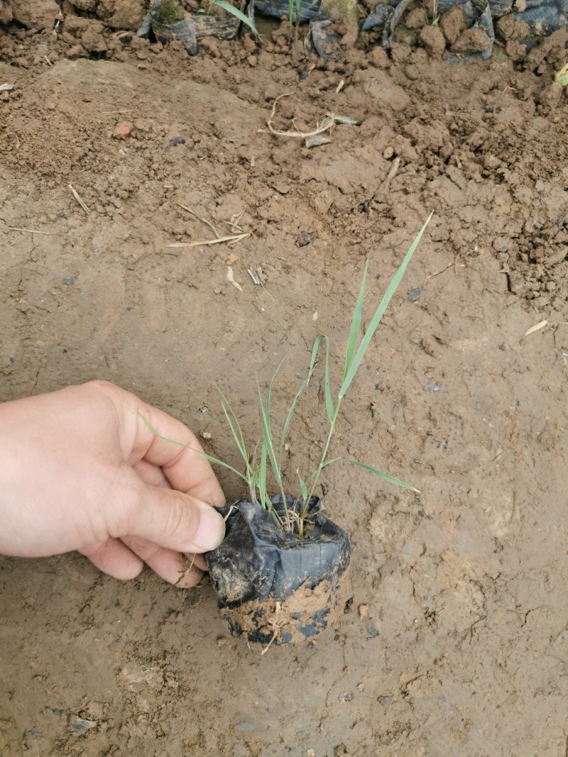 芦苇基地芦苇苗绿化苗木水路两生植物杯苗发货