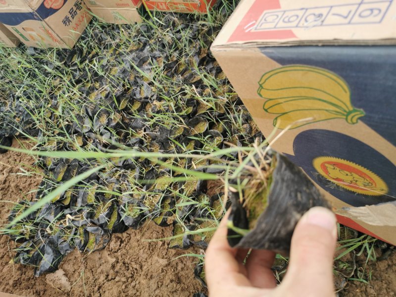 芦苇基地芦苇苗绿化苗木水路两生植物杯苗发货