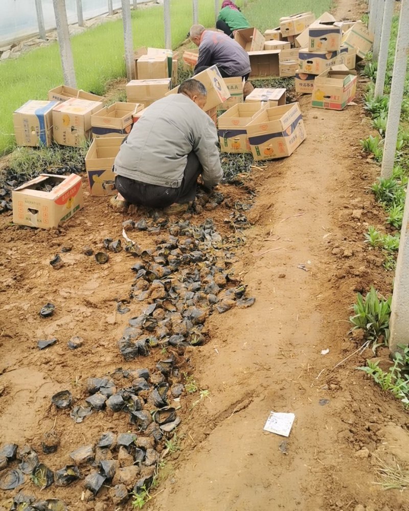 芦苇基地芦苇苗绿化苗木水路两生植物杯苗发货