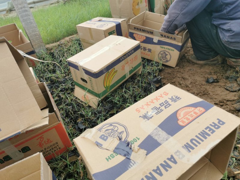 芦苇基地芦苇苗绿化苗木水路两生植物杯苗发货
