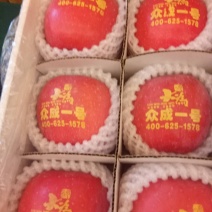 众成一号新品种富士3年乔化苹果苗