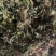 风柜斗草。道地药材，质优价实，品质保证，药典标准产地云南