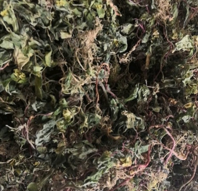 风柜斗草。道地药材，质优价实，品质保证，药典标准产地云南