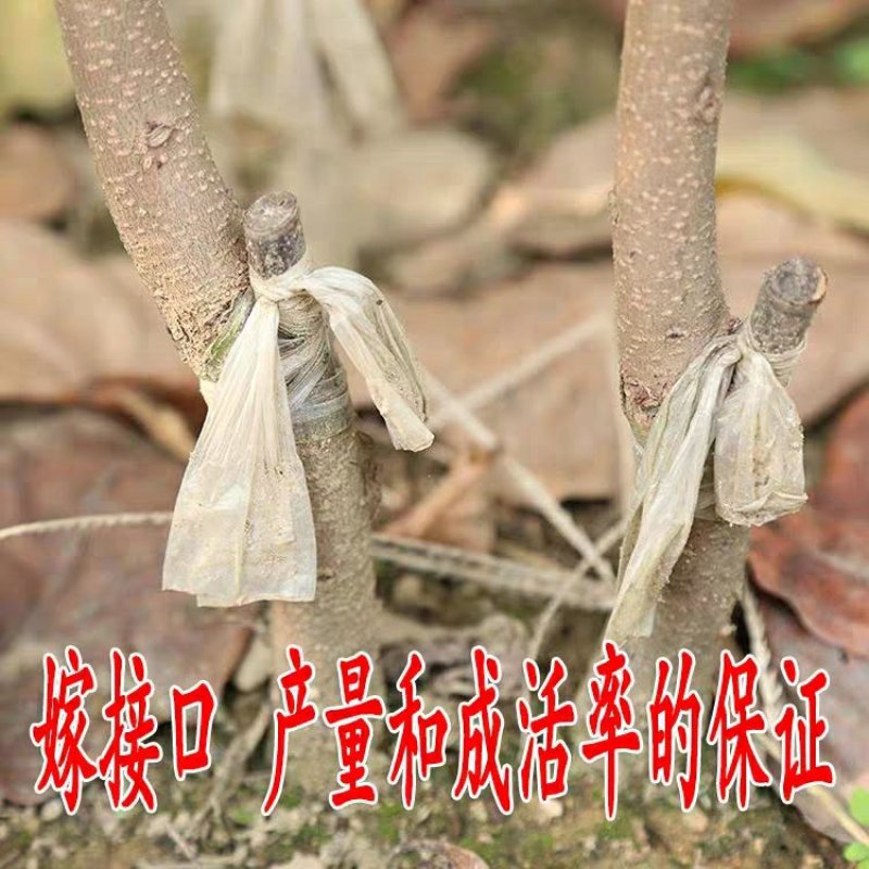 甜脆柿子树苗不暖柿子摘下直接吃品种保证包邮
