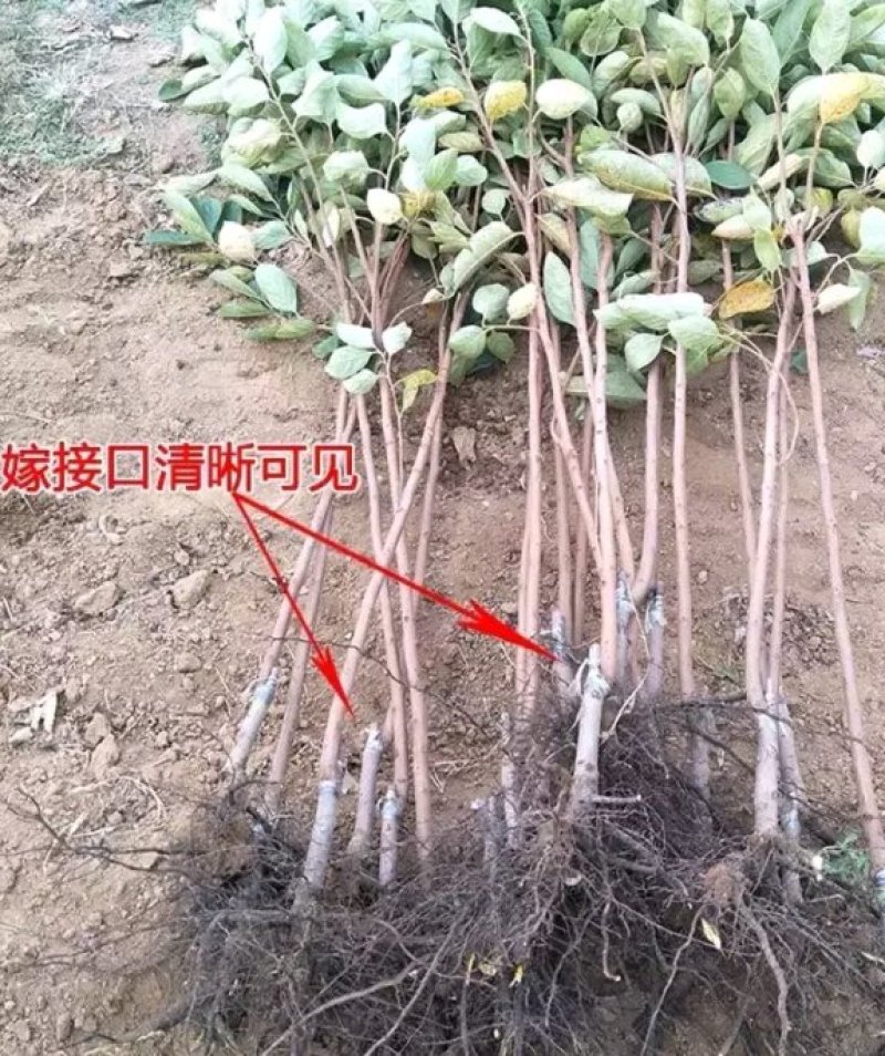 甜脆柿子树苗不暖柿子摘下直接吃品种保证包邮
