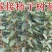 甜脆柿子树苗不暖柿子摘下直接吃品种保证包邮