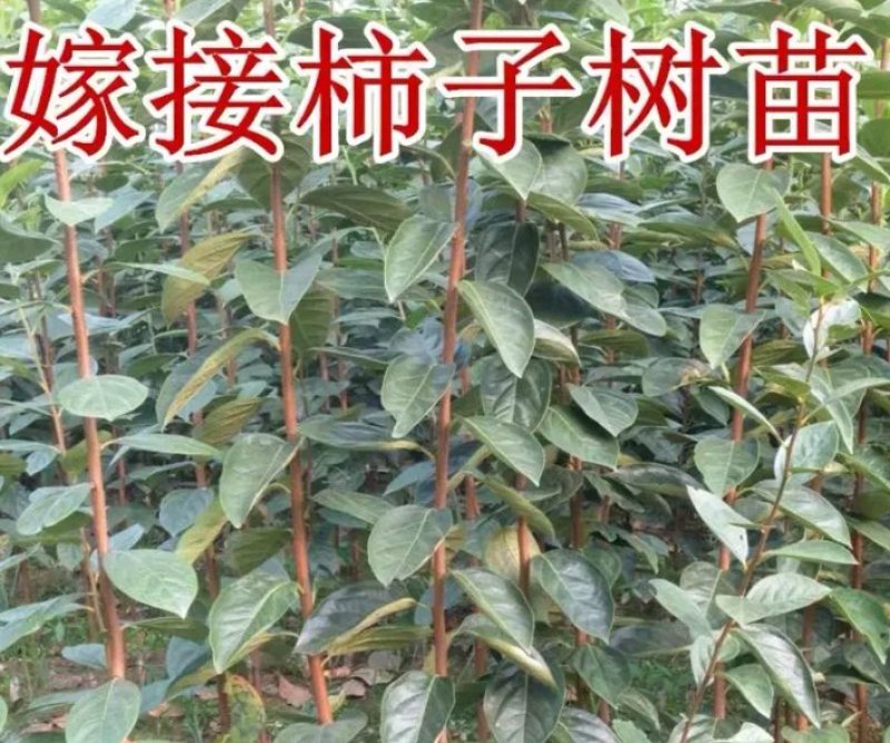 甜脆柿子树苗不暖柿子摘下直接吃品种保证包邮