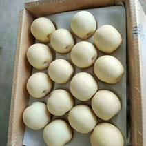 黄冠梨，馆陶县众康果品市场大量供应各种梨