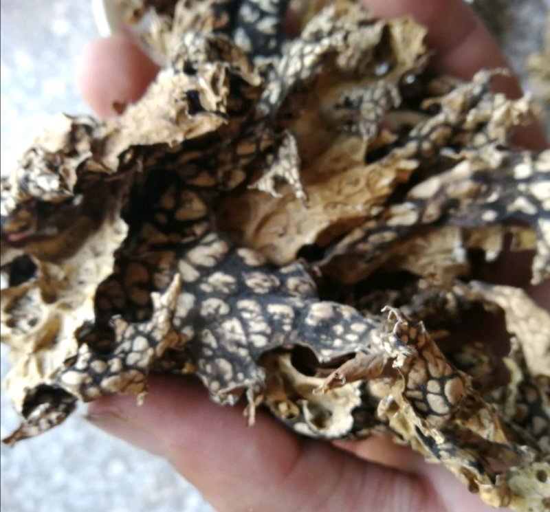 老龙皮.道地药材，质优价实，品质保证，药典标准一公斤起批