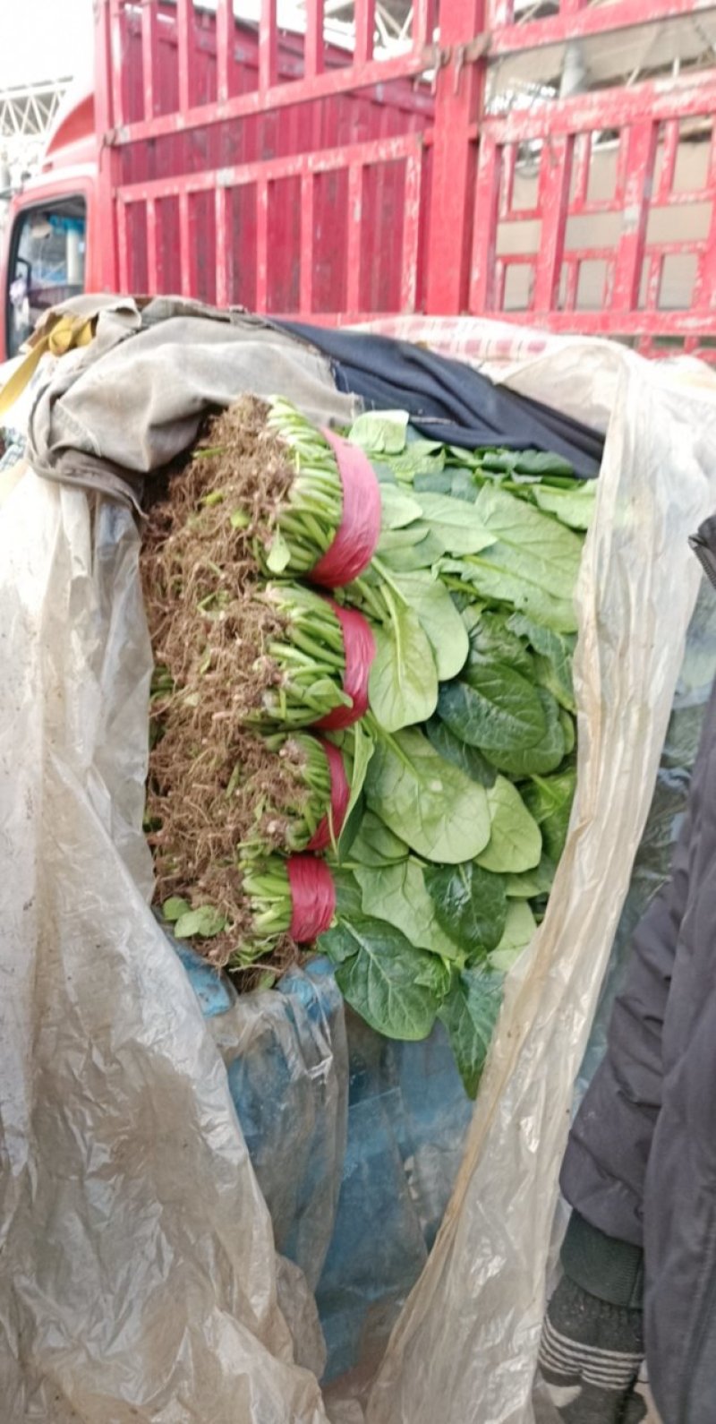 精品菠菜河北新鲜菠菜大量上市欢迎前来采购