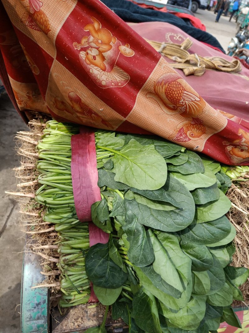 精品菠菜河北新鲜菠菜大量上市欢迎前来采购