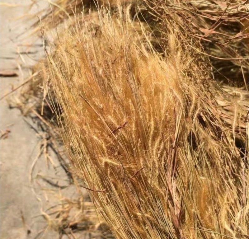 金丝草.道地药材，质优价实，品质保证，药典标准一公斤起批