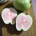 台湾四季粉红蜜芭乐苗