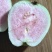 台湾四季粉红蜜芭乐苗