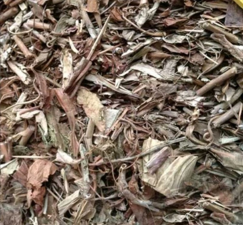 猪笼草.产地广西，道地药材，质优价实，品质保证，药典标准