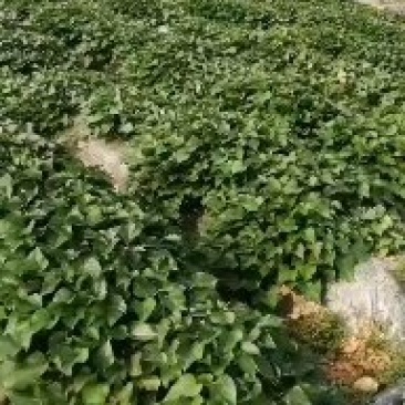 红薯苗
