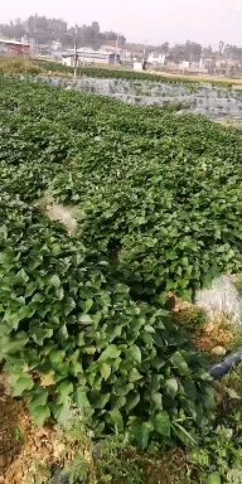 红薯苗