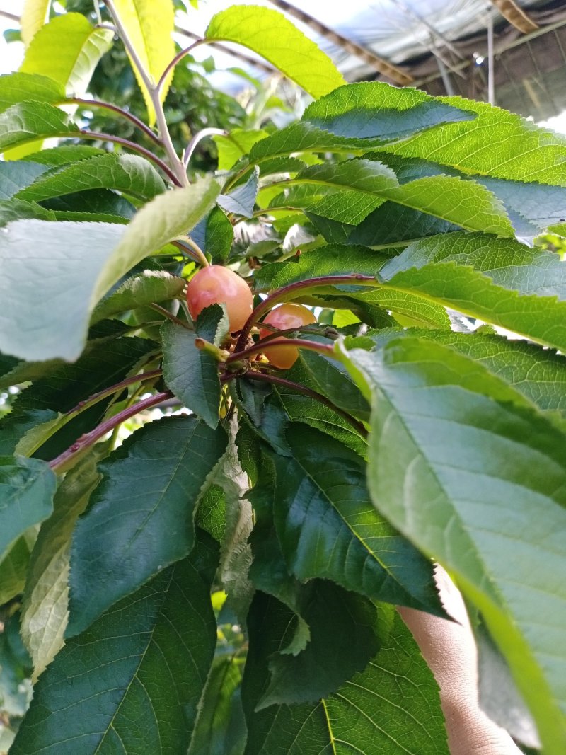 露天樱桃已经成熟了大樱桃