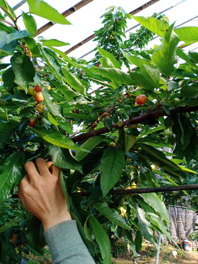 露天樱桃已经成熟了大樱桃