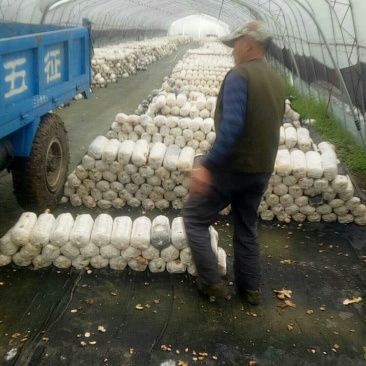 蘑菇棒出售