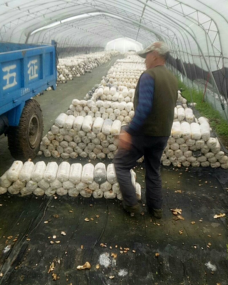 蘑菇棒出售