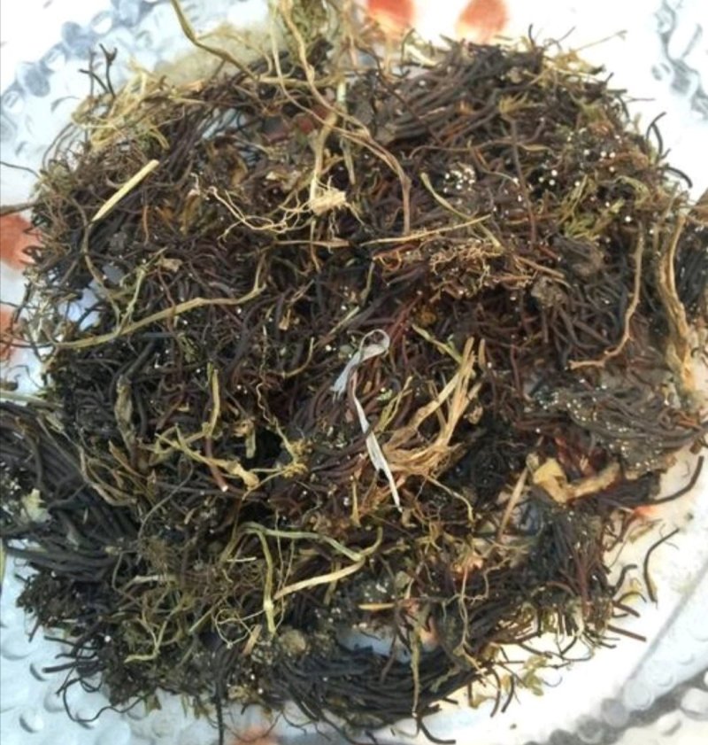 福寿草，道地药材，质优价实，品质保证，药典标准一公斤起批
